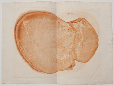 Lymphatics of the Upper, or Convex Surface of the Liver